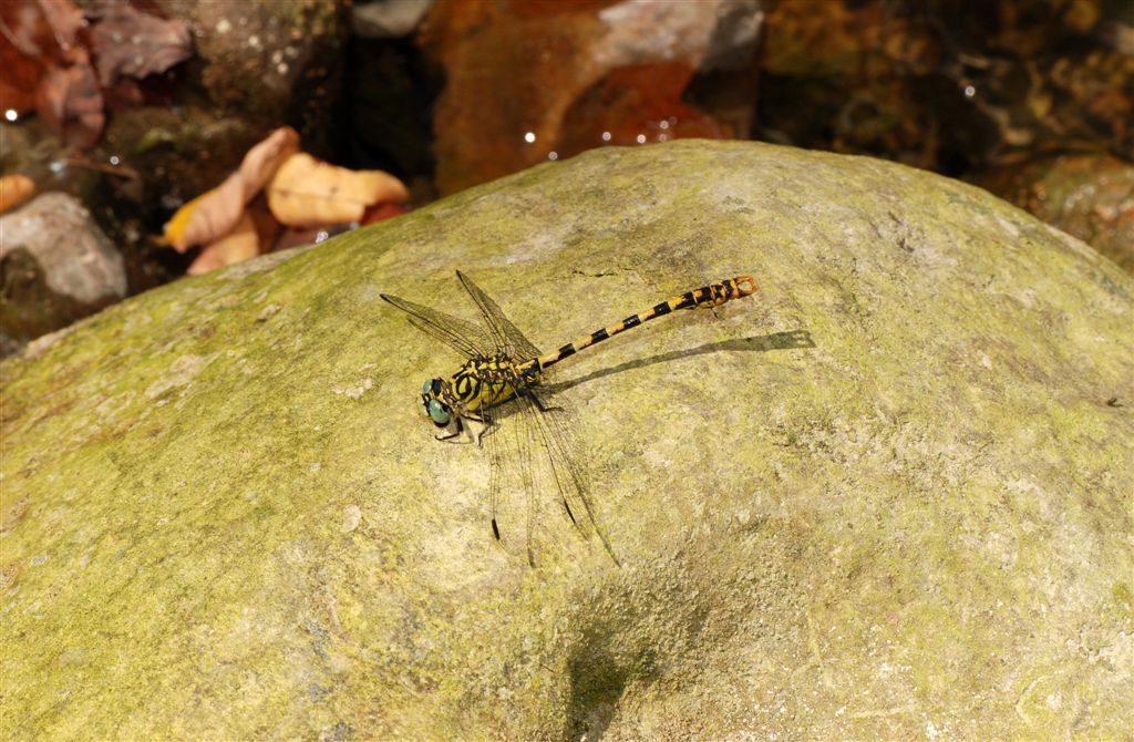 Onychogomphus forcipatus unguiculatus